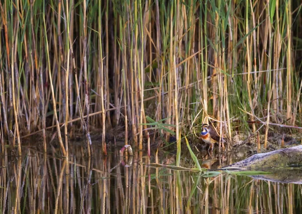 Garganta Azul, luscinia svecica, pájaro, lago Neuchatel, Suiza — Foto de Stock