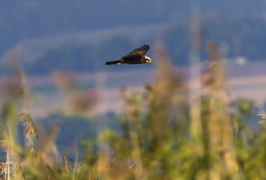 Avrasya ya da Batı marsh harrier, sirk aeruginosus, uçan sazlık, Neuchatel Gölü, İsviçre