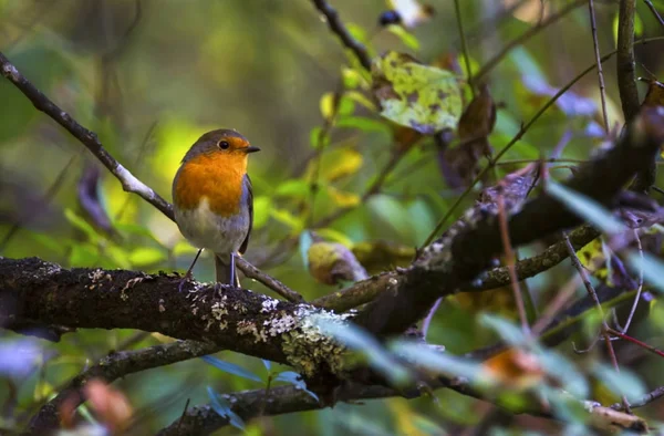 Avrupa robin, erithacus rubecula, gerdan, Geneva, İsviçre — Stok fotoğraf