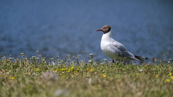 Black-headed Gull, Larus ridibundus, on the grass, Kalmar, Sweden — Stock Photo, Image