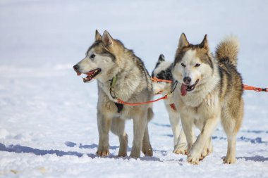 Kışın yarışan iki malamute köpeği, İsviçre 'de yosun geçidi