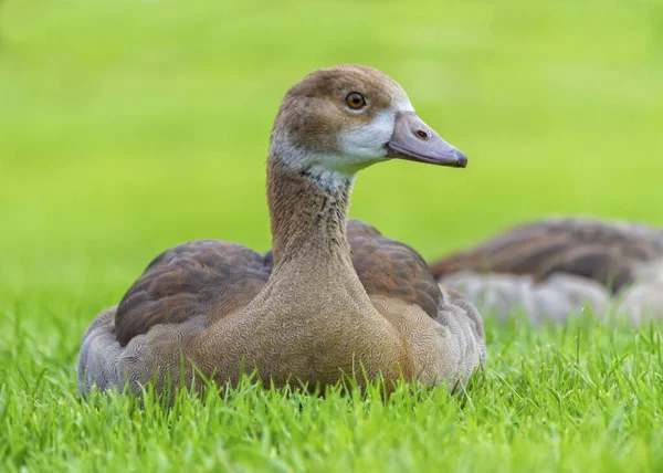 Young egyptian geese, alopochen aegyptiacus, resting, Heidelberg, Germany — Stock Photo, Image