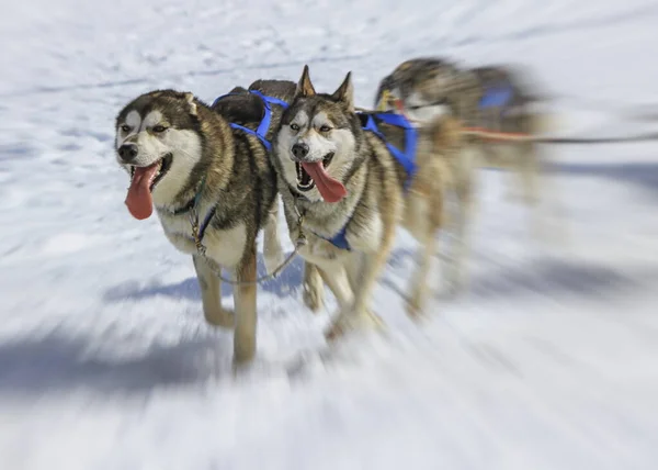 Tři chraptiví psi v zimním závodě, Moss pass, Švýcarsko — Stock fotografie