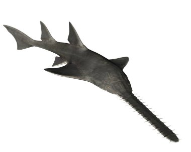 Onchopristis, soyu tükenmiş dev sklerorhynchid cinsi - 3D render
