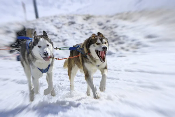 Dva psi na závodě v zimě, Moss pass, Švýcarsko — Stock fotografie