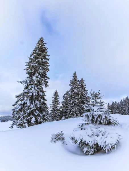 Árboles en la montaña del Jura para el día de invierno, Suiza —  Fotos de Stock