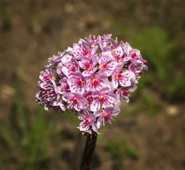 Darmera peltata, індійська рослина рум'яна або парасолька — стокове фото