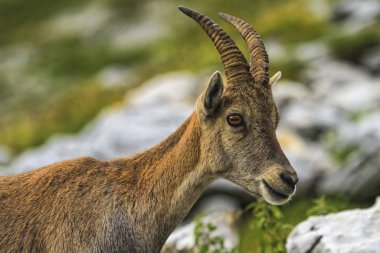 Steinbock veya Alpine Capra Ibex 'in Kolombiya geçidinde portresi, Fran