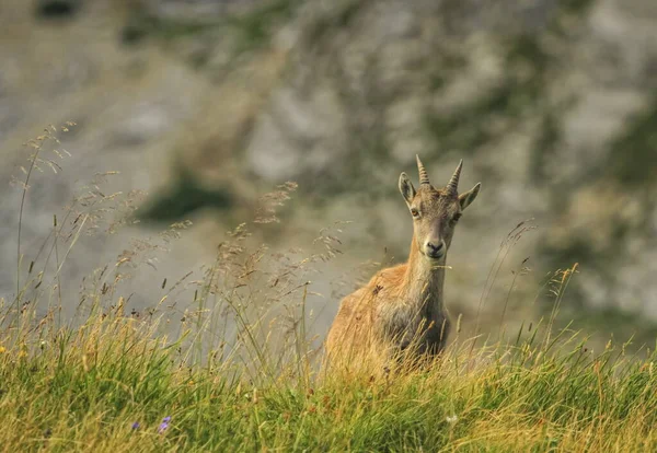Steinbock ou Capra Alpina Ibex no passo Colombiere, França — Fotografia de Stock