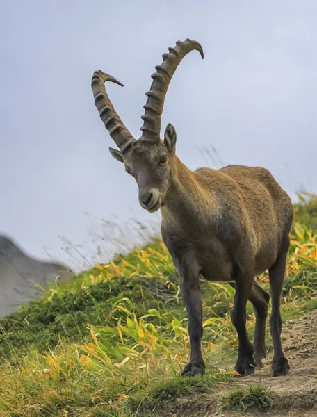 Портрет Steinbock или Alpine Capra Ibex на перевале Colombiere, Франция — стоковое фото