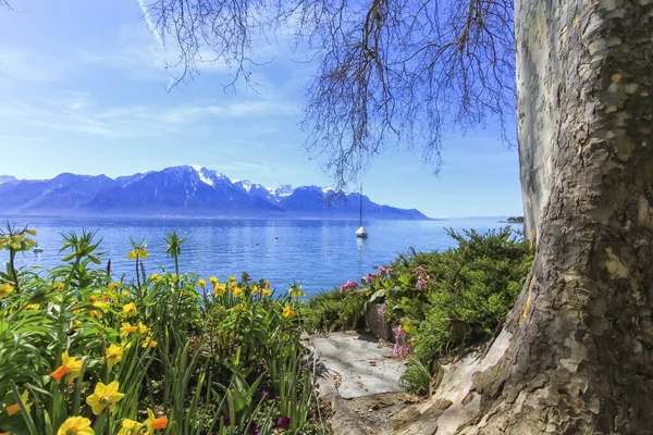 Πολύχρωμα λουλούδια άνοιξη στη λίμνη της Γενεύης και Άλπεις βουνά σε — Φωτογραφία Αρχείου