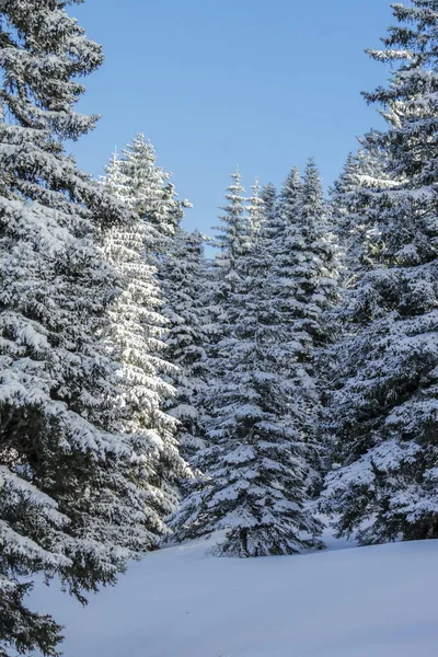 Árvores de abeto na montanha Jura por inverno, Suíça — Fotografia de Stock