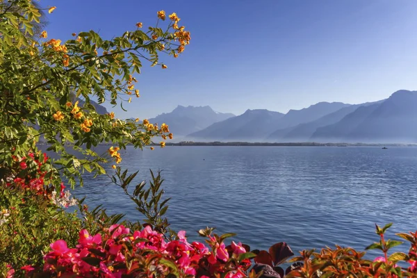 Montreux, Switze 'deki Cenevre Leman gölünün yanında bitkiler ve çiçekler — Stok fotoğraf
