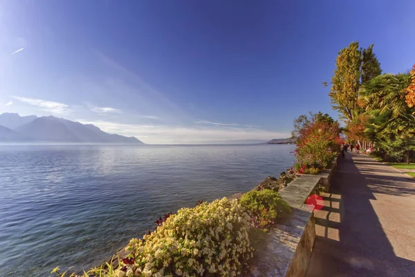 Plants and flowers on the lakeside of Geneva Leman lake at Montr — Stock Photo, Image