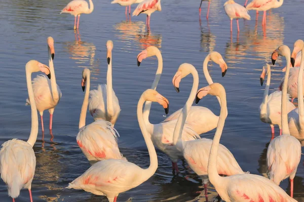 Rebanho de flamingos na água em Camargue, França — Fotografia de Stock