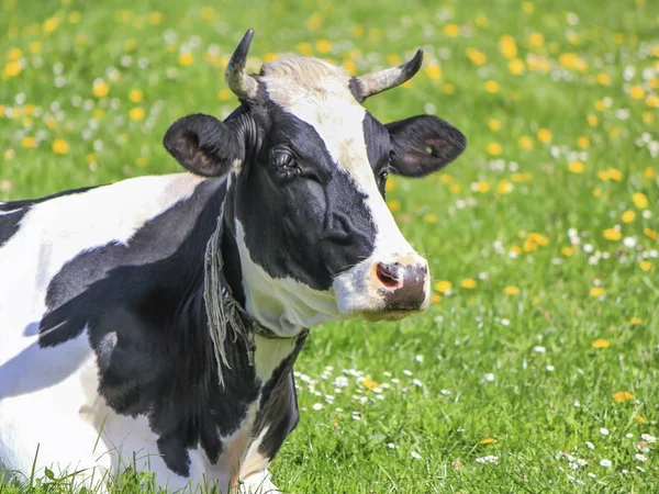 Retrato de una tranquila vaca blanca y negra, Friburgo, Suiza — Foto de Stock