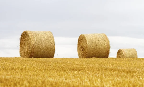 Big Bales Straw Field Harvest Cloudy Day — Stock Photo, Image