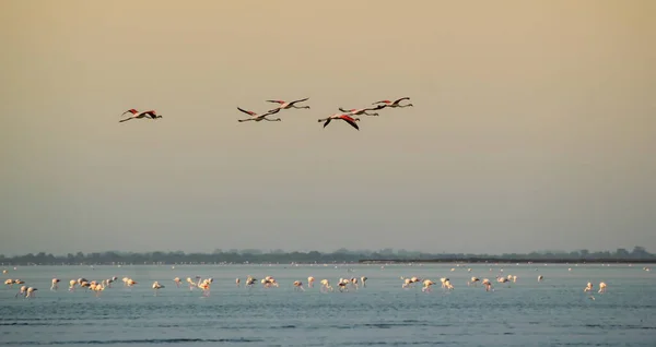 Flight of greater flamingo, Phoenicopterus roseus, in Camargue, — Stock Photo, Image