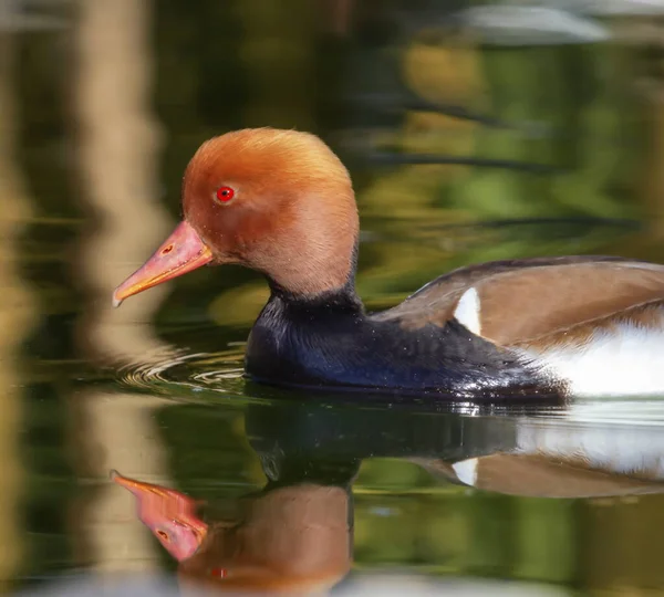 Kırmızı ibikli pochard ördeği, Netta rufina portresi, Cenevre, İsviçre — Stok fotoğraf