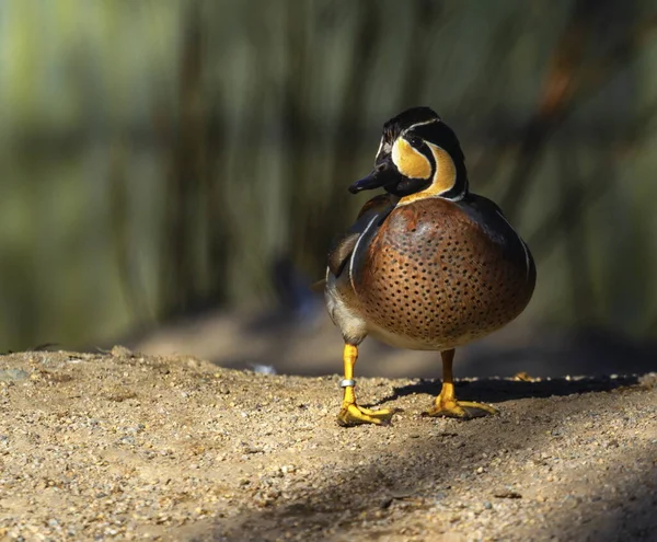 Baikal teal duck, sibirionetta formosa — 图库照片
