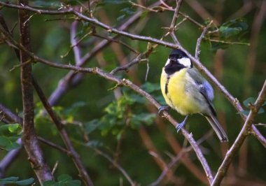 Great tit, parus major, standing on a branch