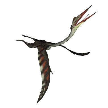 Quetzalcoatlus yukarı doğru uçuyor - 3 boyutlu görüntüleme