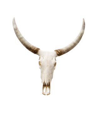 izole buffalo skull