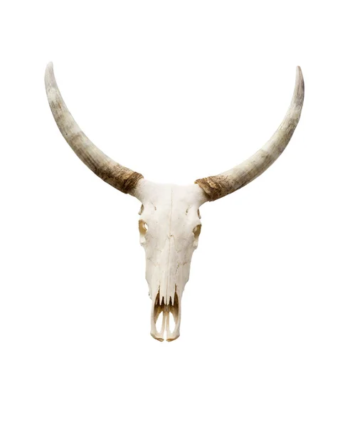 Crânio de búfalo isolado — Fotografia de Stock