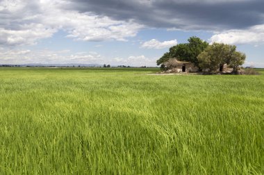 Klasik Ebro delta yatay, onun pirinç tarlaları