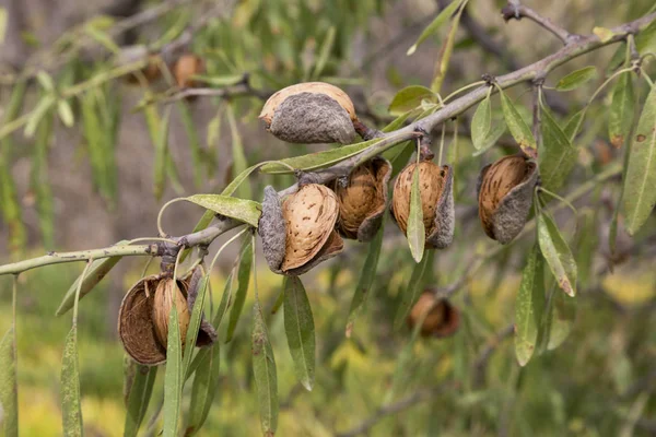 Mogna mandlar på trädgren — Stockfoto