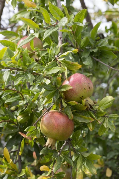 Pomegranate fruit on tree branch — Stock Photo, Image