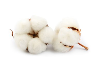 Beyaz arka plan üzerinde izole Pamuk bitki çiçek