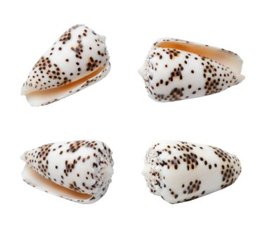 Seashell Tarih izole beyaz arka plan belirleme