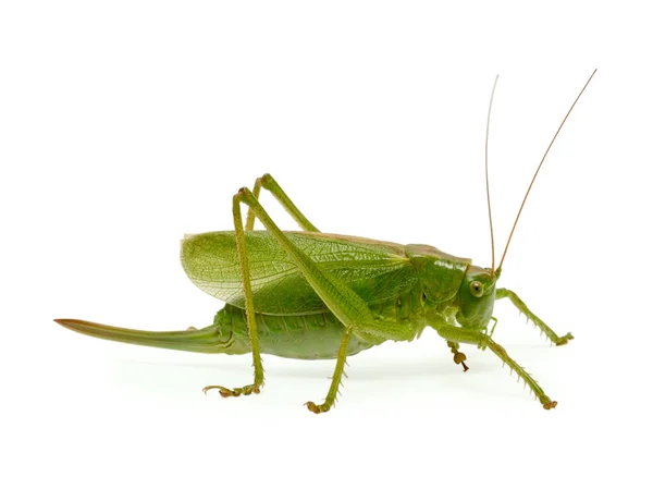 흰색 배경에 고립 된 녹색 메뚜기 — 스톡 사진