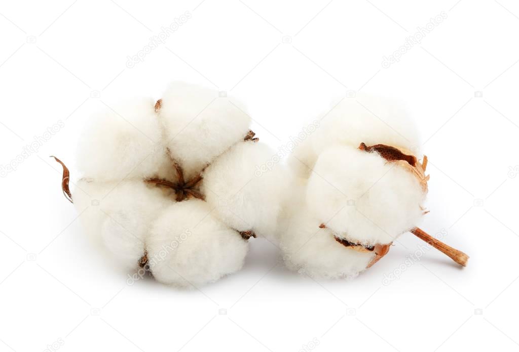 Cotton plant flower isolated on the white background