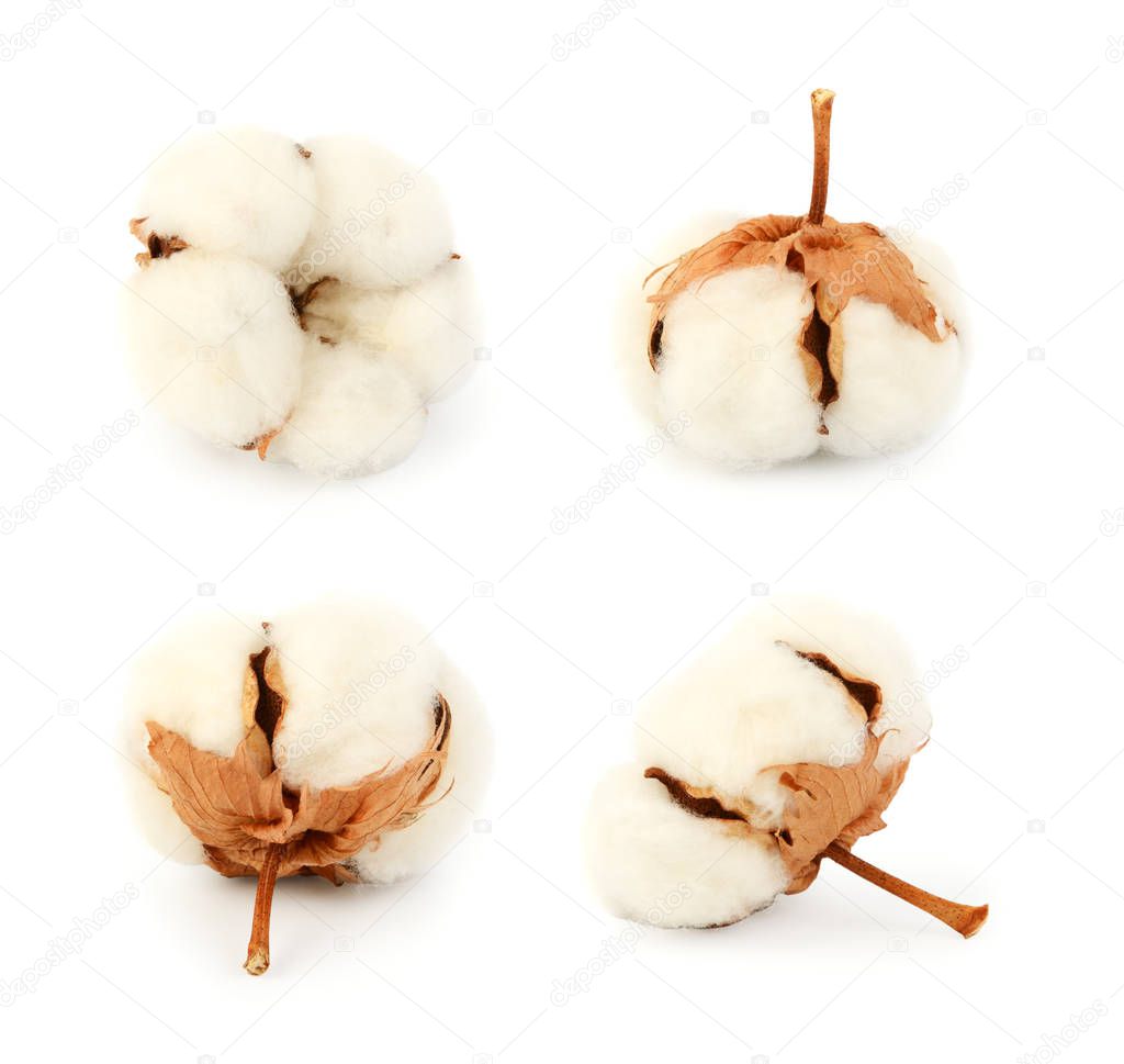 Cotton plant flower set isolated on the white background