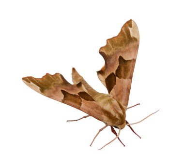 Beyaz arka plan üzerinde izole güve