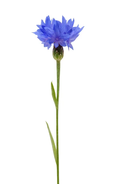 Καλαμποκάλευρο Μπλε Λουλούδι Που Απομονώνονται Λευκό Φόντο — Φωτογραφία Αρχείου