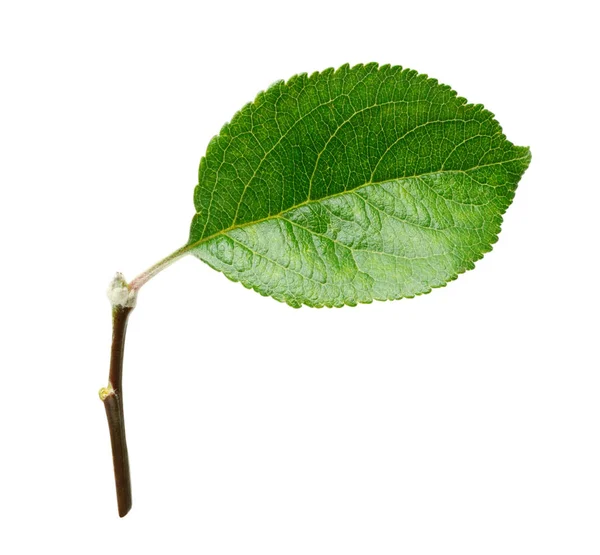 Feuille de pomme fraîche isolée sur fond blanc avec chemin de coupe — Photo