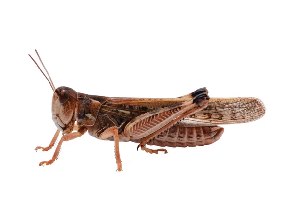 Locust Izolovaných Bílém Pozadí — Stock fotografie