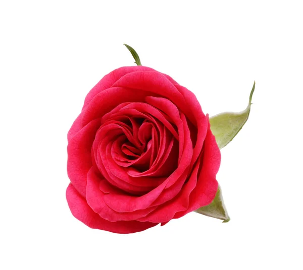 Red Rose Isolated White Background — Stock Photo, Image