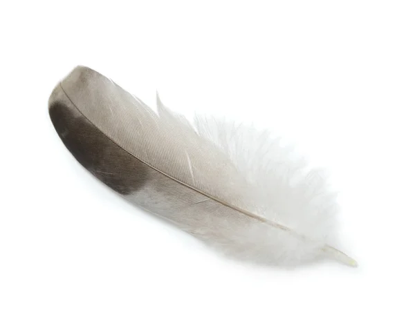 Pluma Aislada Sobre Fondo Blanco — Foto de Stock