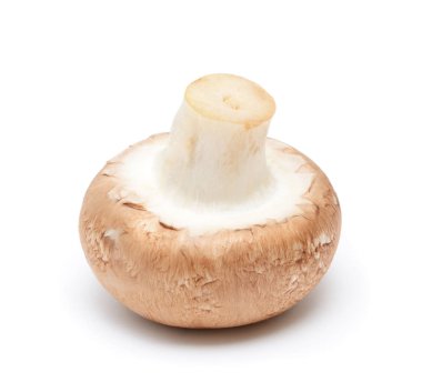 Şampiyon Mantarı beyaz arkaplanda izole edildi