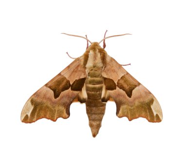 Beyaz arka plan üzerinde izole güve