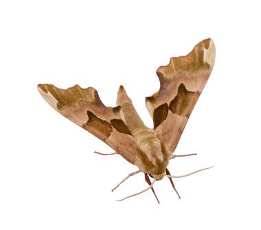 Beyaz arka plan üzerinde izole güve