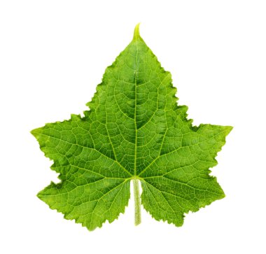 Yaprak Beyaz arka plan üzerinde izole salatalık