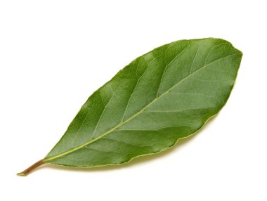 Beyaz arka plan üzerinde izole taze yeşil defne yaprağı