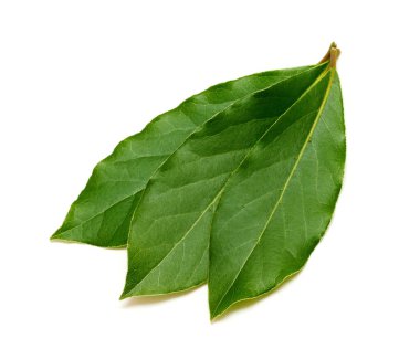 Taze yeşil defne üzerinde izole beyaz arka plan yapraklar