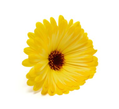 Beyaz arka plan üzerinde izole calendula
