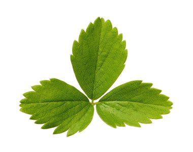 Beyaz arkaplanda yalıtılmış çilek yaprağı